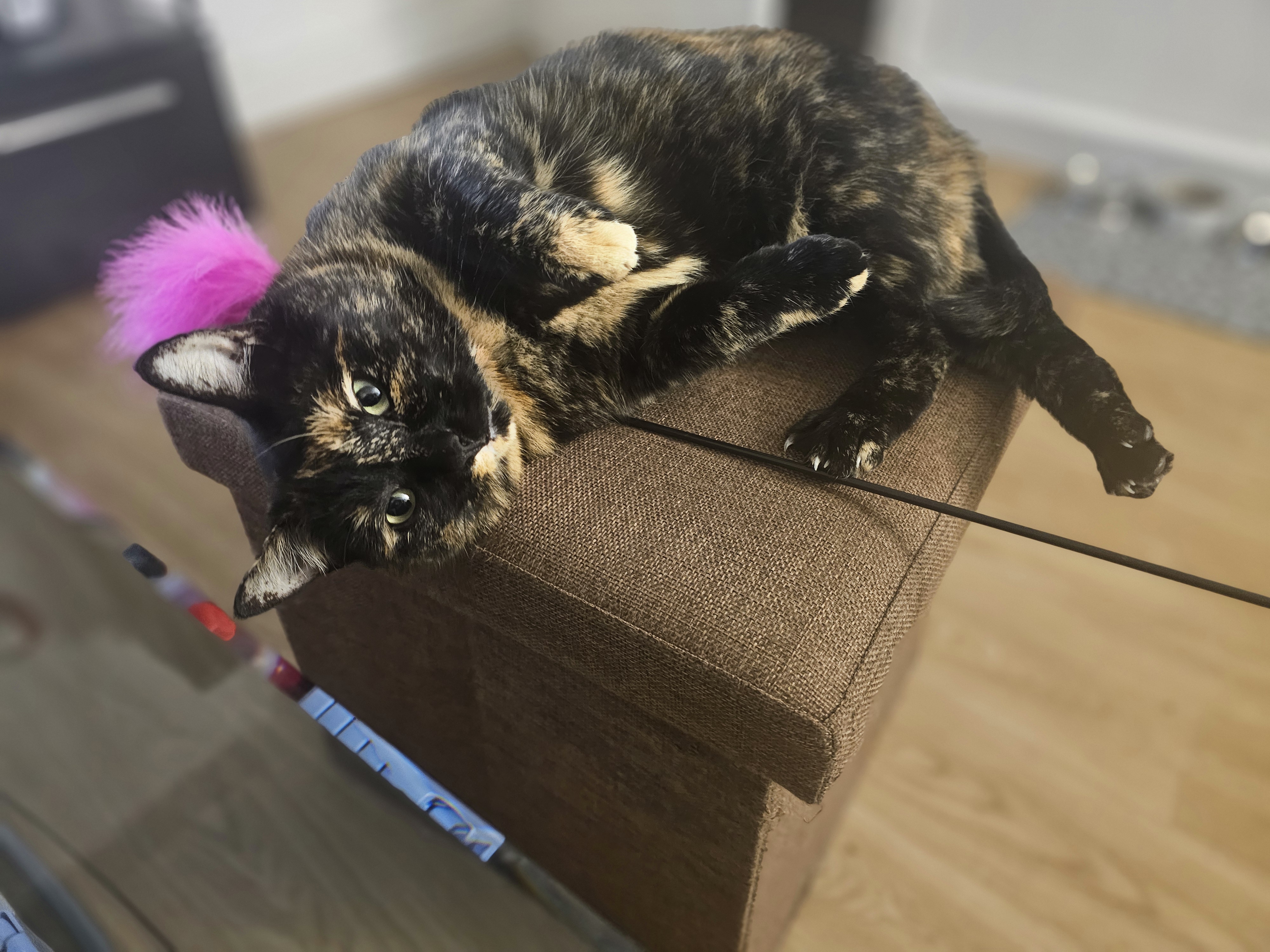 Alexander - Leonardo