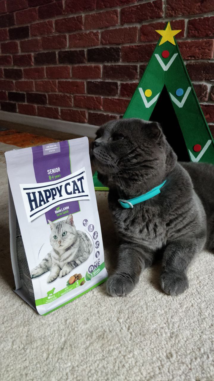 Natalia - Happy Cat