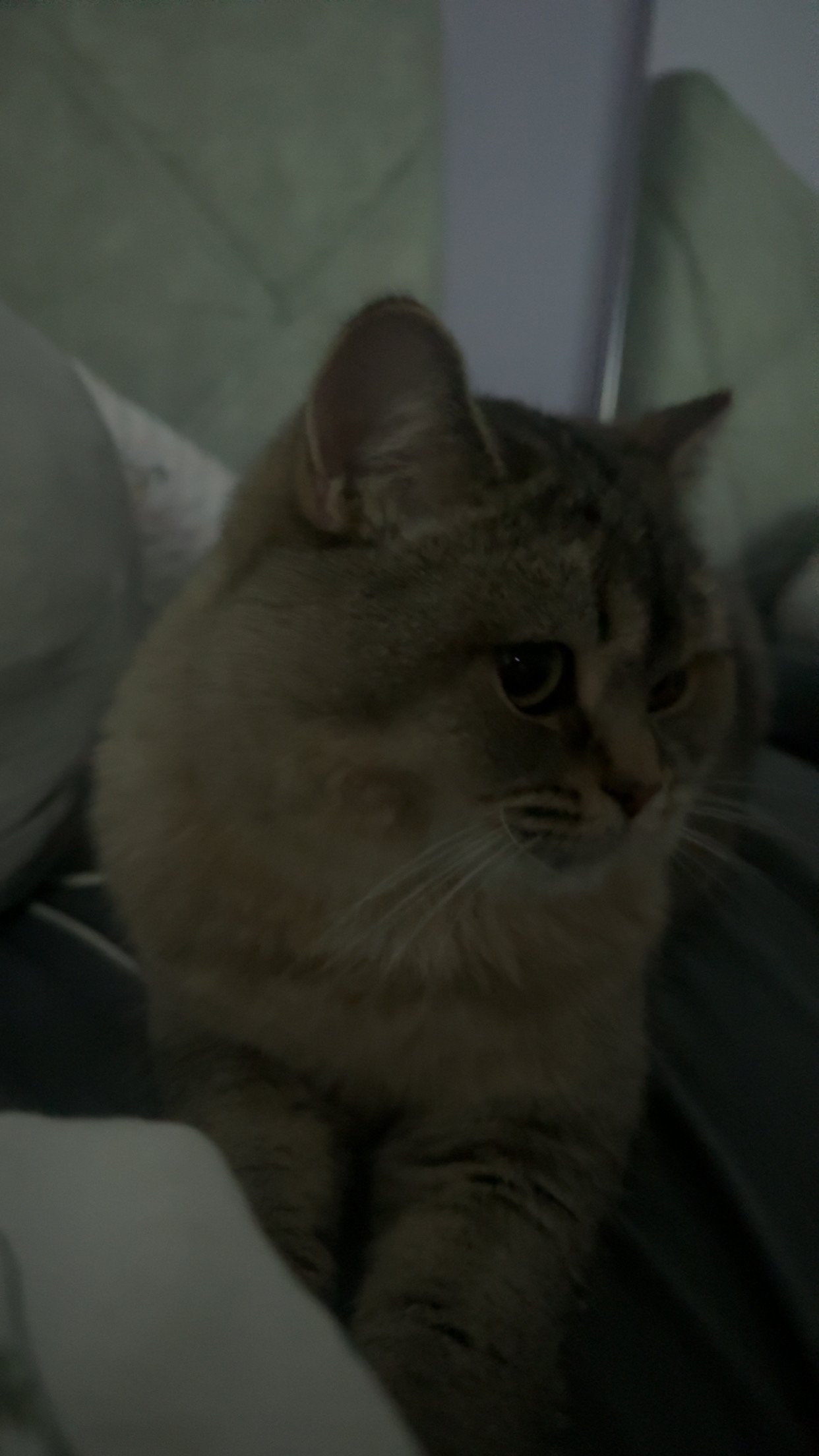 Veronika - Wildes Land