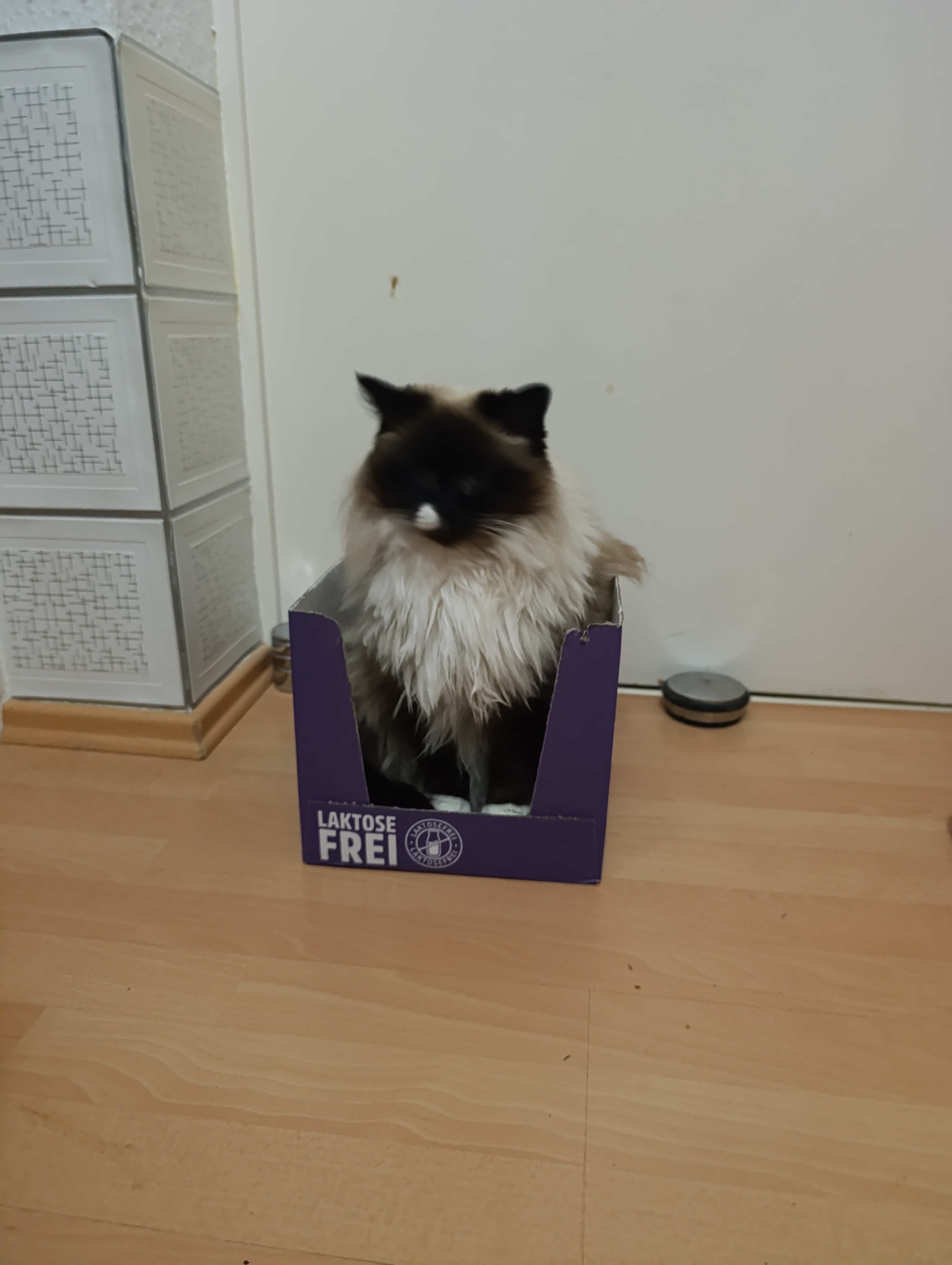 Andrea - Wildes Land