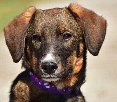 Ehrenfried - Belcando