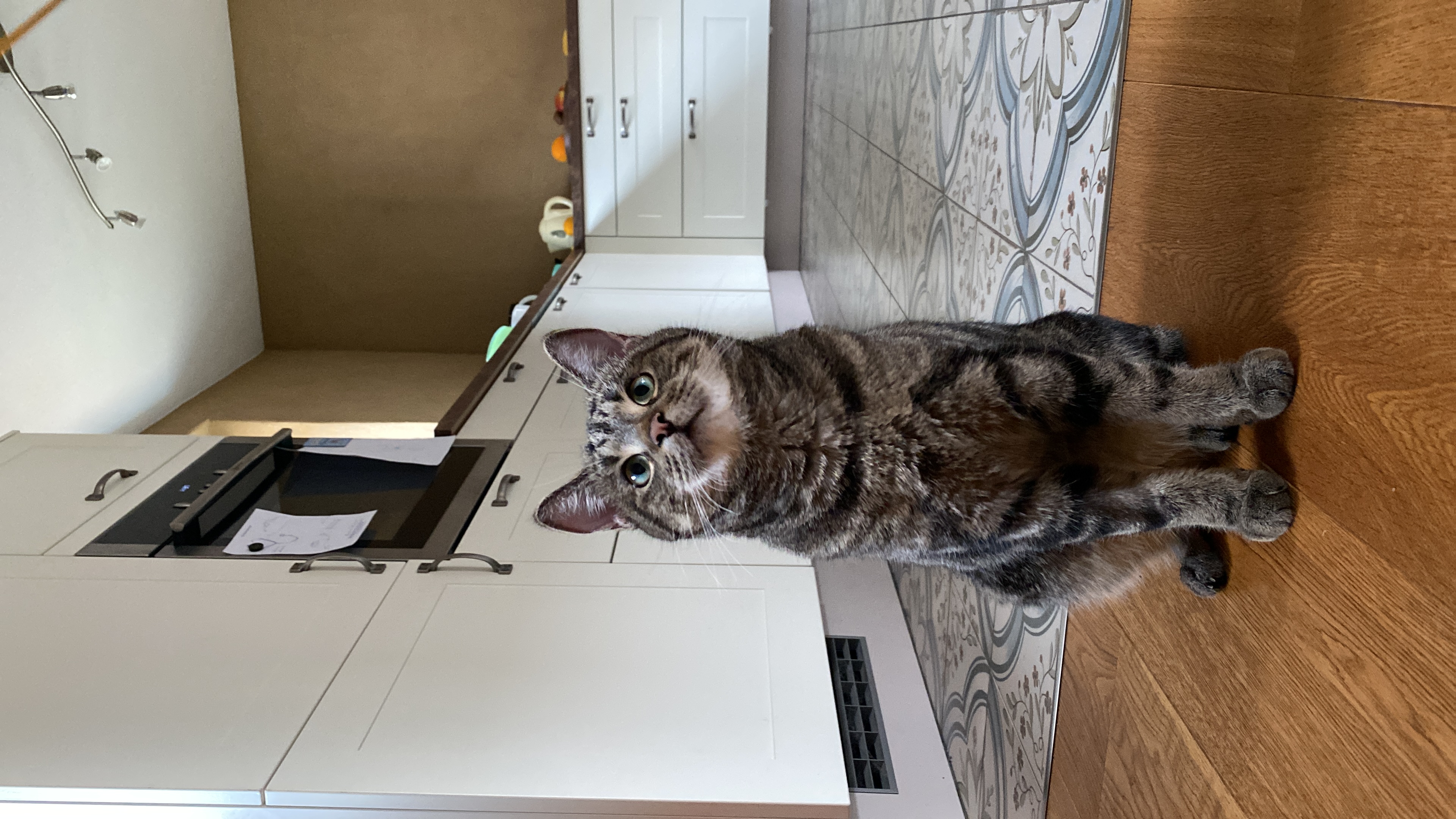 Amelie - Wildes Land