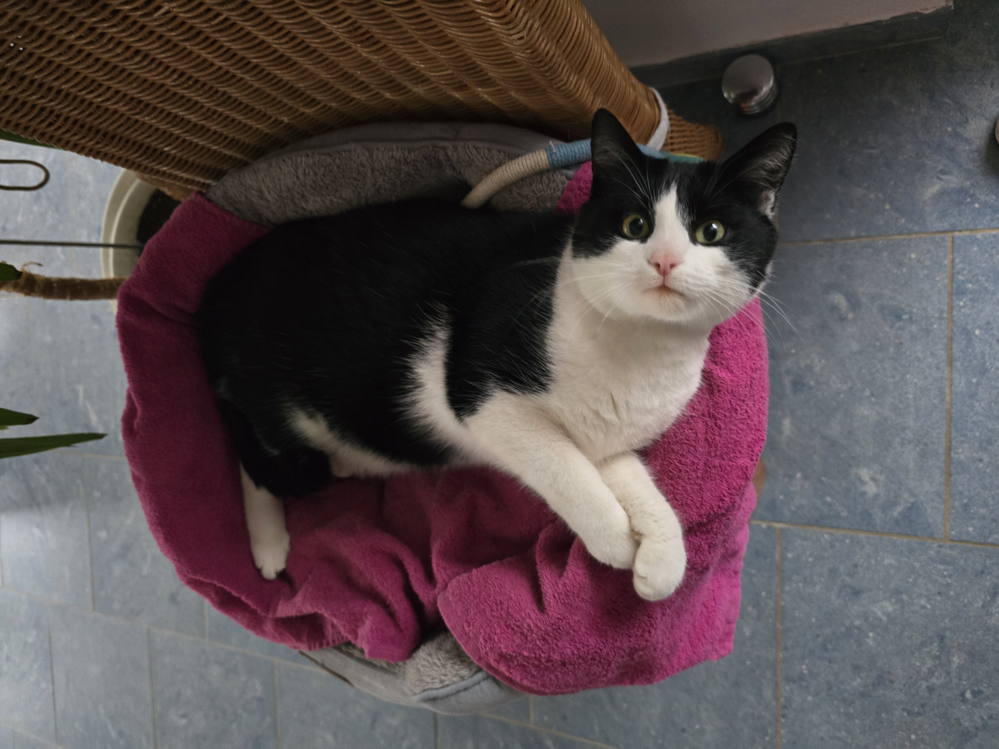 Angela - Wildes Land