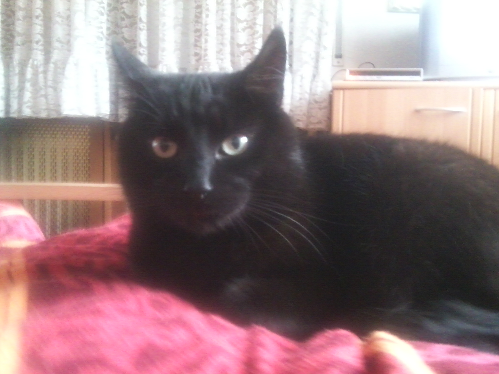 Jennifer - Happy Cat