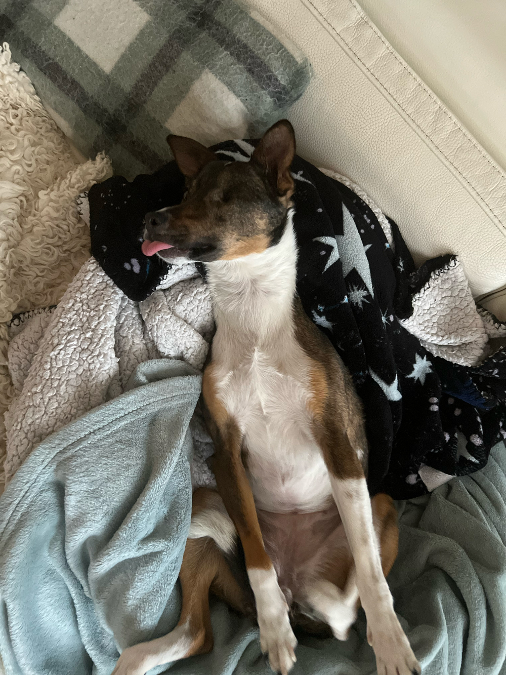 Nathalie - Happy Dog