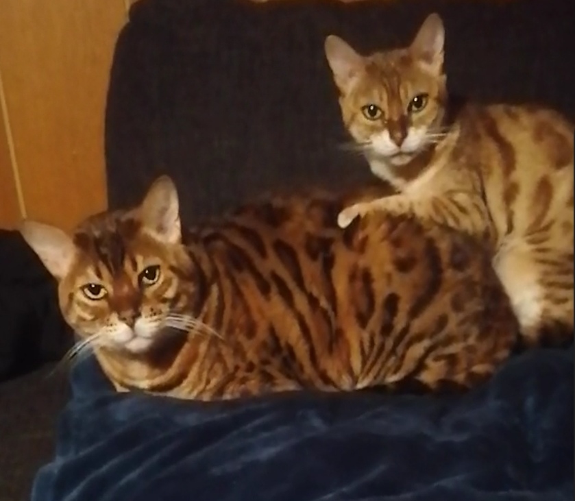 Leonie - Wildes Land