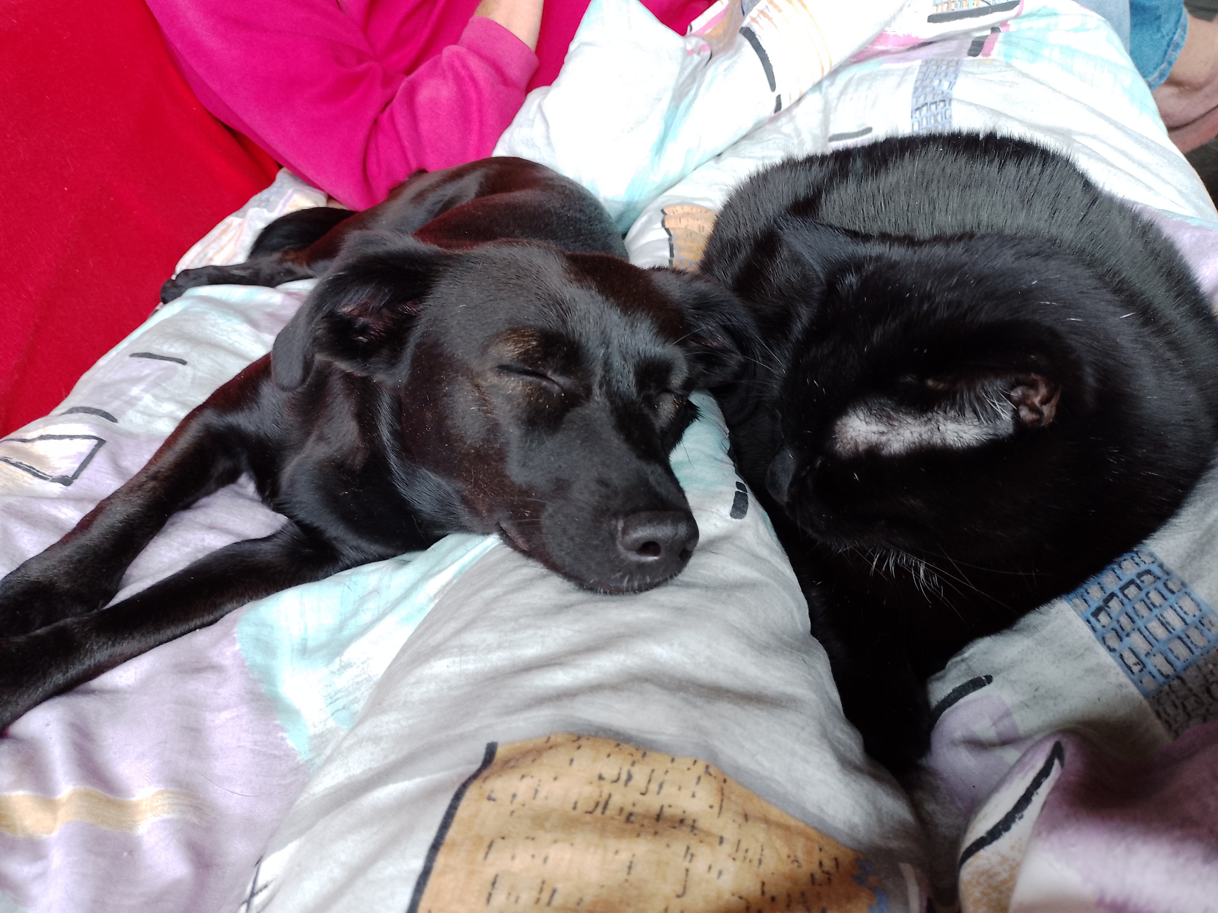 Danijela - Happy Dog