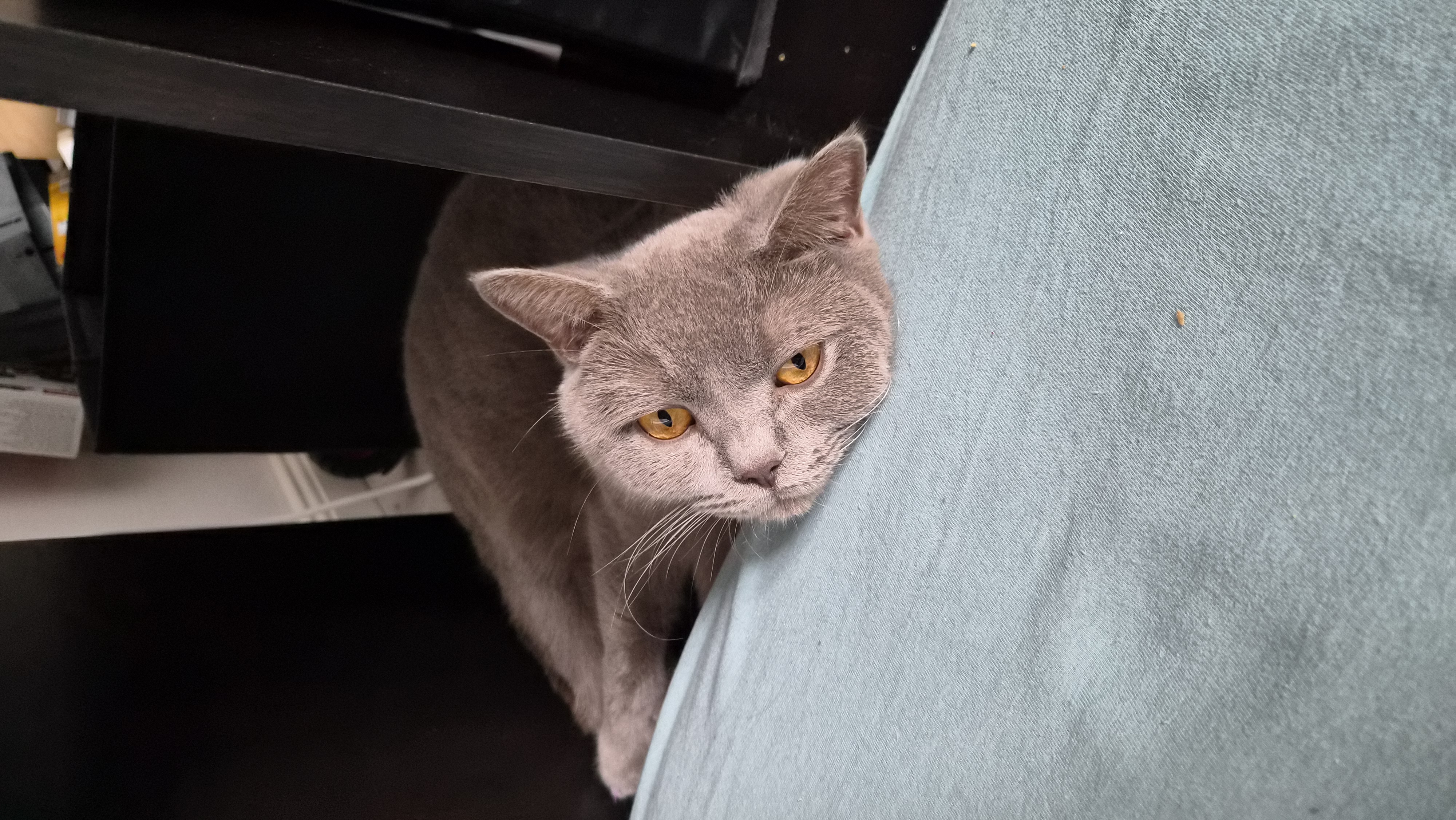 Friederike - Leonardo