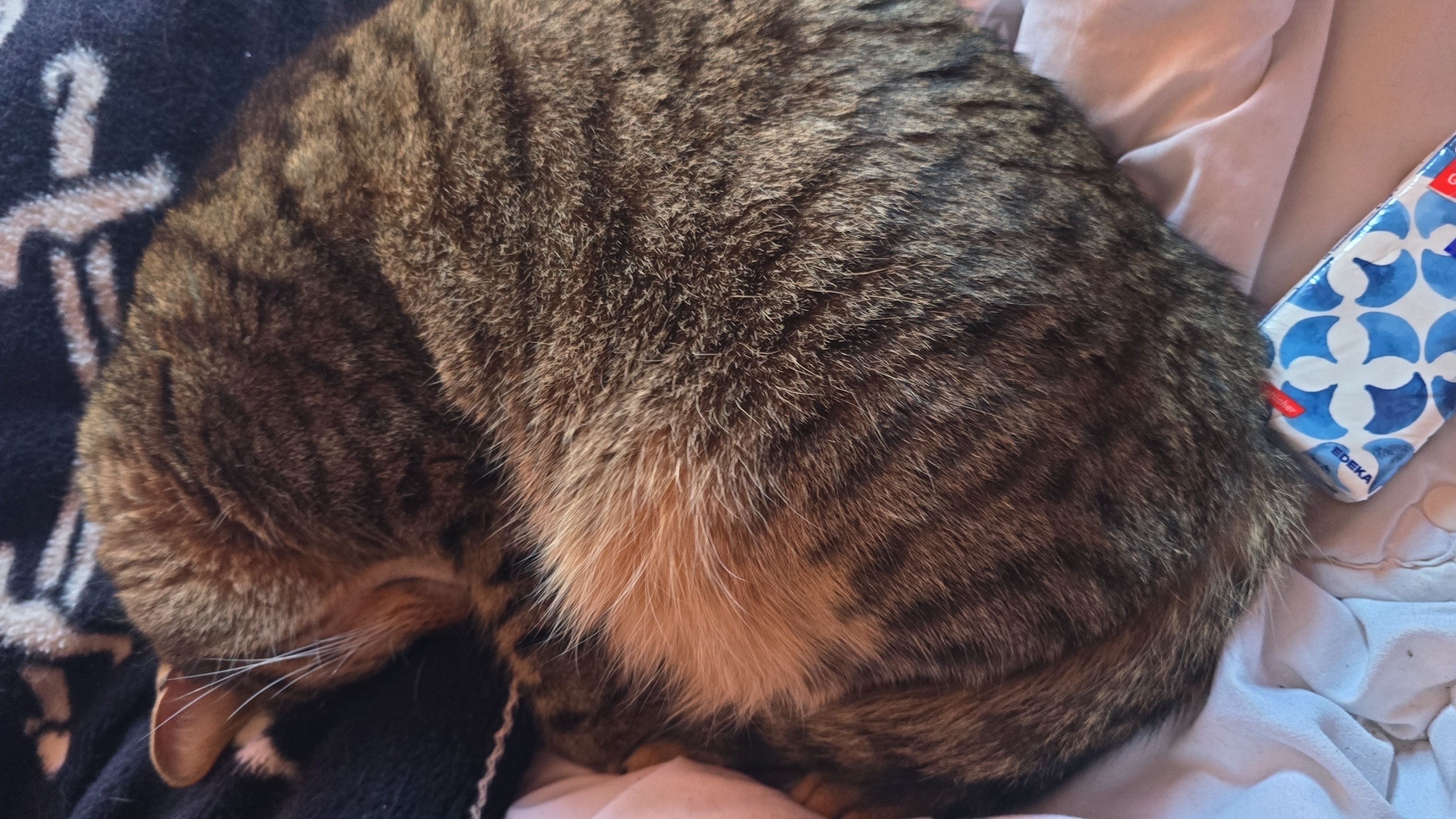 Caroline - Wildes Land