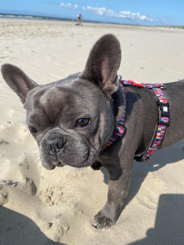 Angelie - THE GOODSTUFF