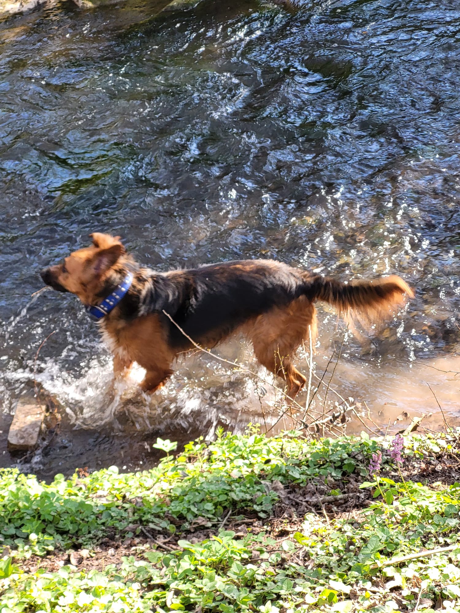 Antje - Happy Dog