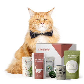 Maine Coon Katzenfutter