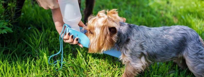 Hund trinkt zu viel Wasser