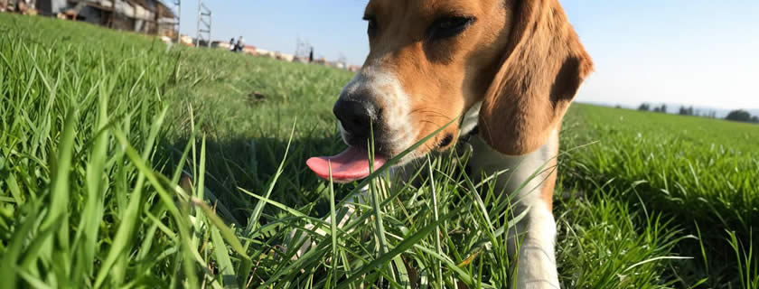 Warum fressen Hunde Gras?